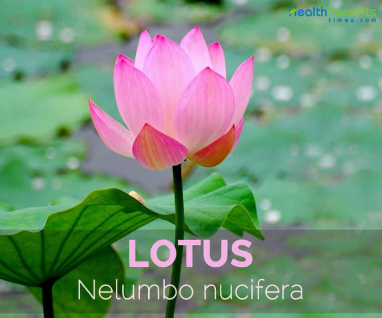 Lotus Facts, Health Benefits and Nutritional Value