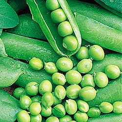 Misty Shell Green Peas