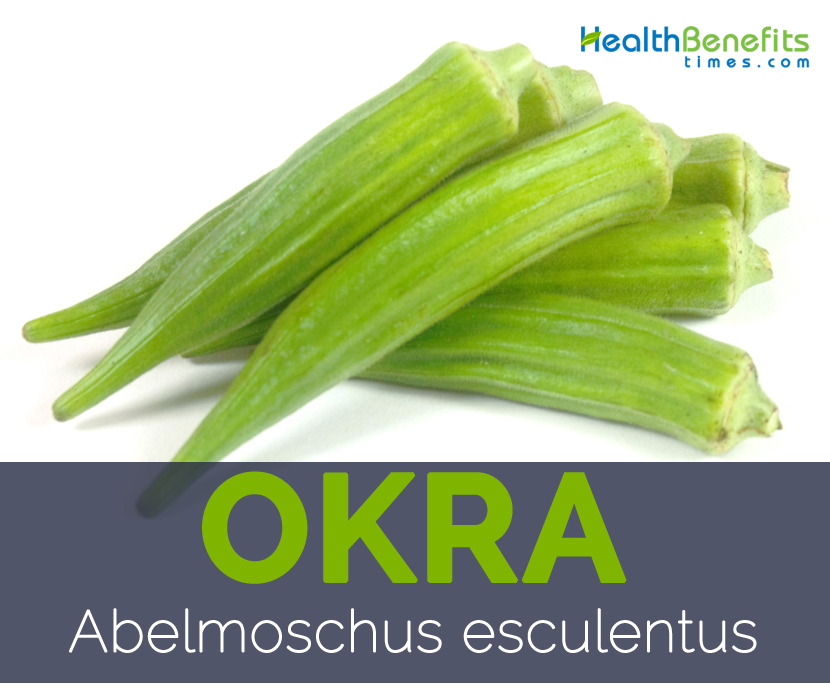 Okra - Abelmoschus esculentus