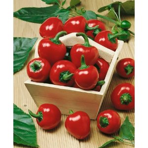 Pepper Large Red Cherry Hot