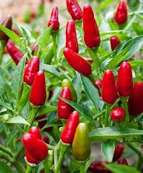 Pepper Thai Hot