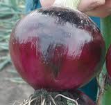 Red Emperor Onion