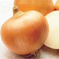 Sweet Spanish Hybrid Onion