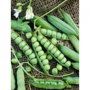 Wando Green Peas