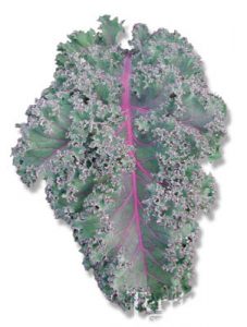 Winter Red Kale