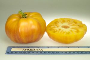 Armenian Tomato