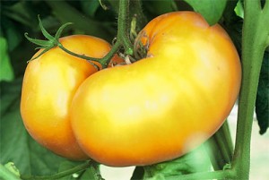 Aunt Gertie's Gold Tomato