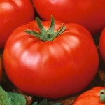 Beefsteak Tomato 