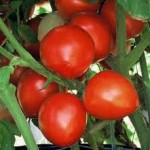 Bellestar Tomato