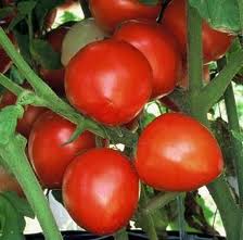 Bellestar Tomato