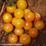 Bi-Color Cherry Tomato