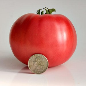 Big Pink Tomato