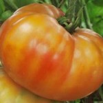  Big Rainbow Tomato