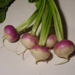 Brassica rapa Turnip