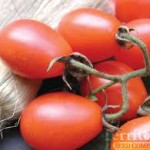 Cabernet tomato