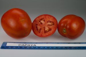 Capaya Tomato