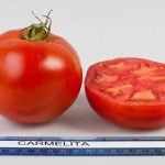 Carmelita Tomato