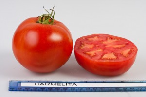 Carmelita Tomato