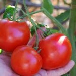 Carmello Tomato