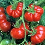 Ceylon Tomato