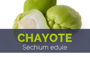 Chayote - Sechium edule
