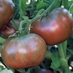  Cherokee Purple Tomato 