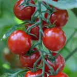  Cherry Tomato