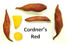 Cordner's Red Sweet Potatoes