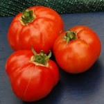  Earliana Tomato