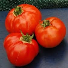 Earliana Tomato