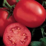Enchantment Tomato