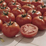 Ferline Tomato
