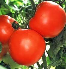 Floralina Tomato