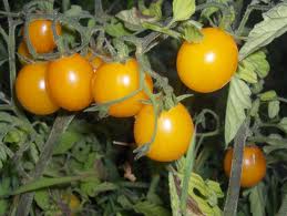 Galina Tomato