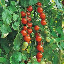 Gardener's Delight tomato
