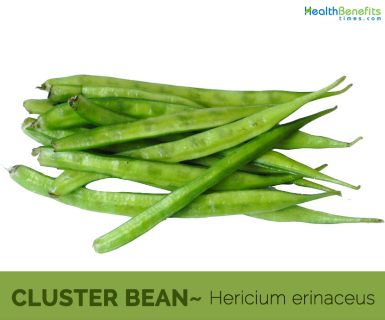 12 Top health benefits of Cluster beans HB times