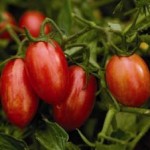 Maglia Rosa Tomato