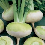 Manchester Market Turnip
