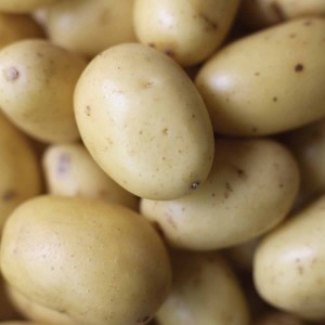 Melody Potatoes