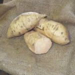 Nancy Hall Sweet Potatoes