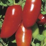 Polish Linguisa Tomato 