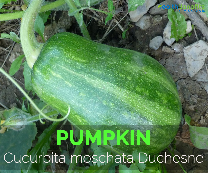 Pumpkin---Cucurbita-moschata-Duchesne