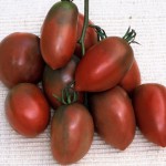 Purple Russian Tomato 