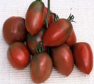 Purple Russian Tomato