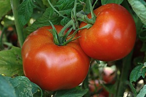 Ramapo Jersey Heirloom Tomato