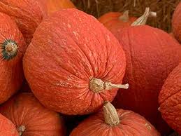 Red Warty Thing Pumpkin