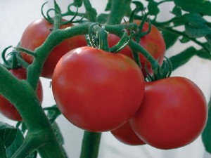 Rutger Tomato