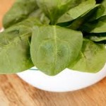 Semi-savoy spinach