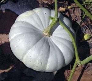 Silver Moon Pumpkin | Health Benefits