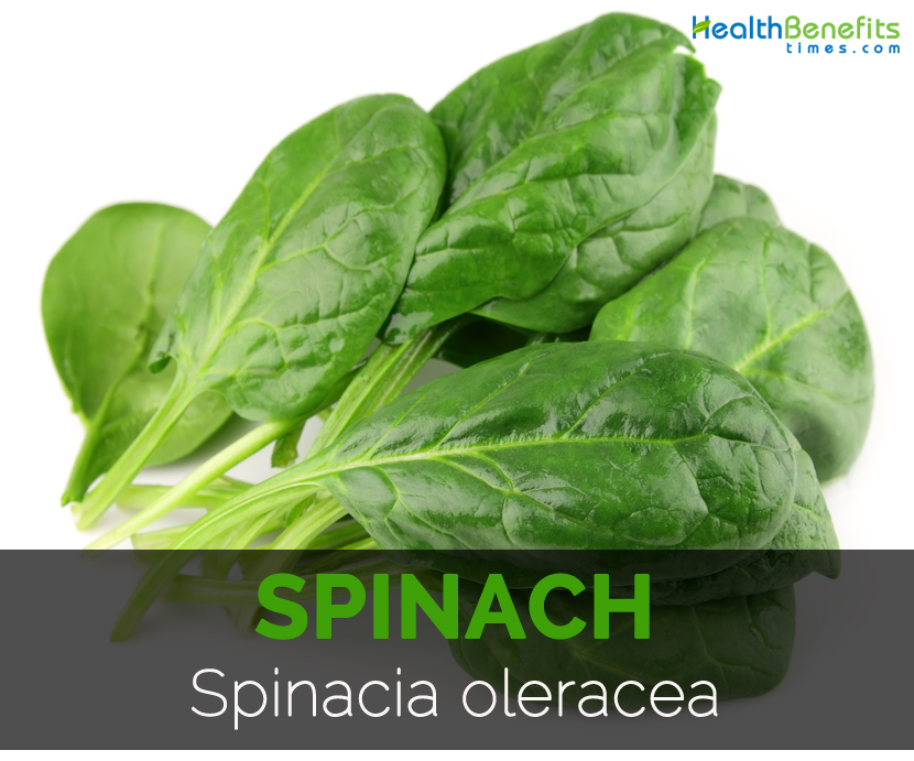 Spinach--Spinacia-oleracea